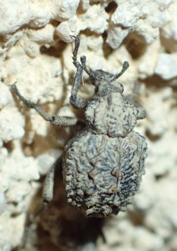 Brachycerus muricatus
